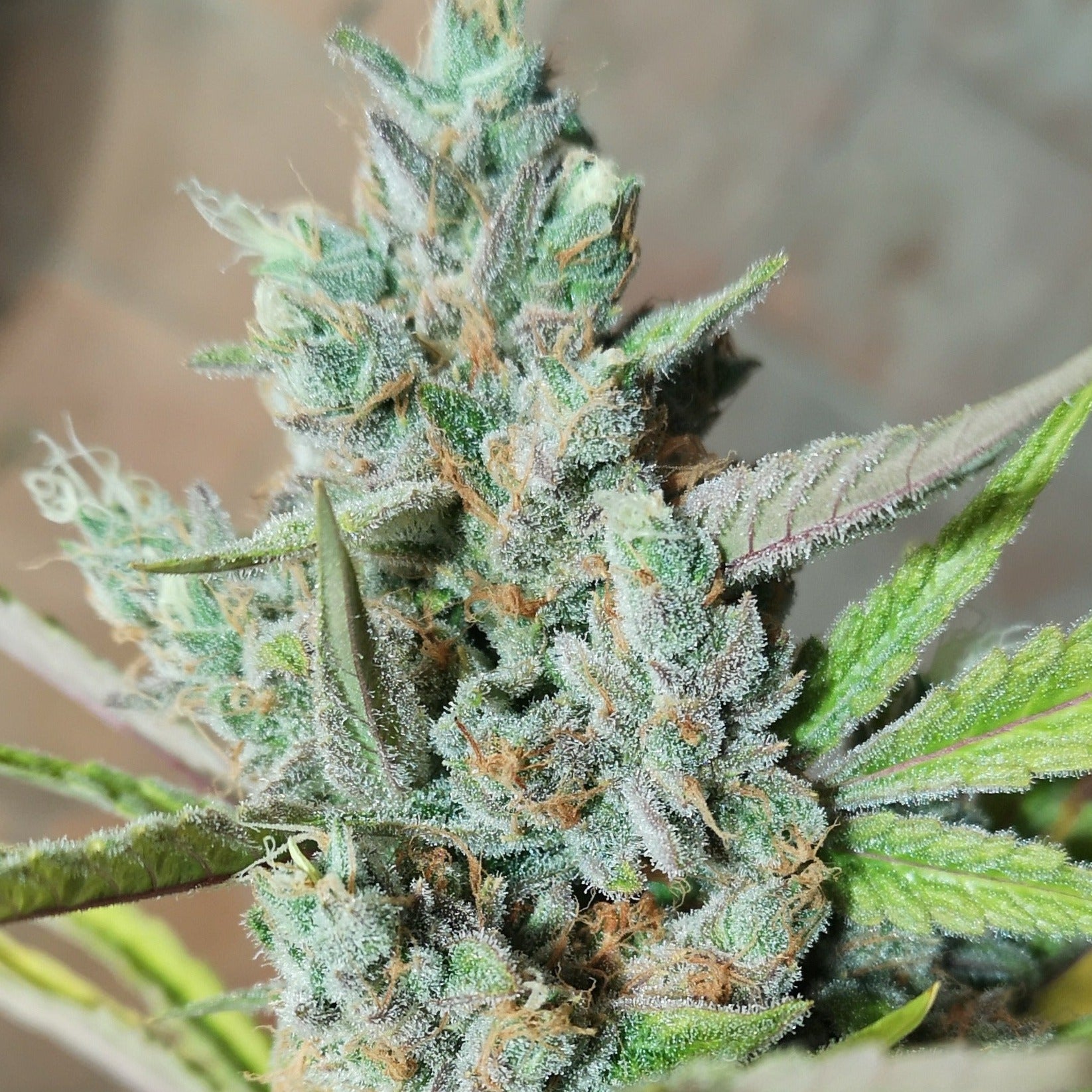 Amnesia Haze Samen Feminisiert  Lucky Hemp