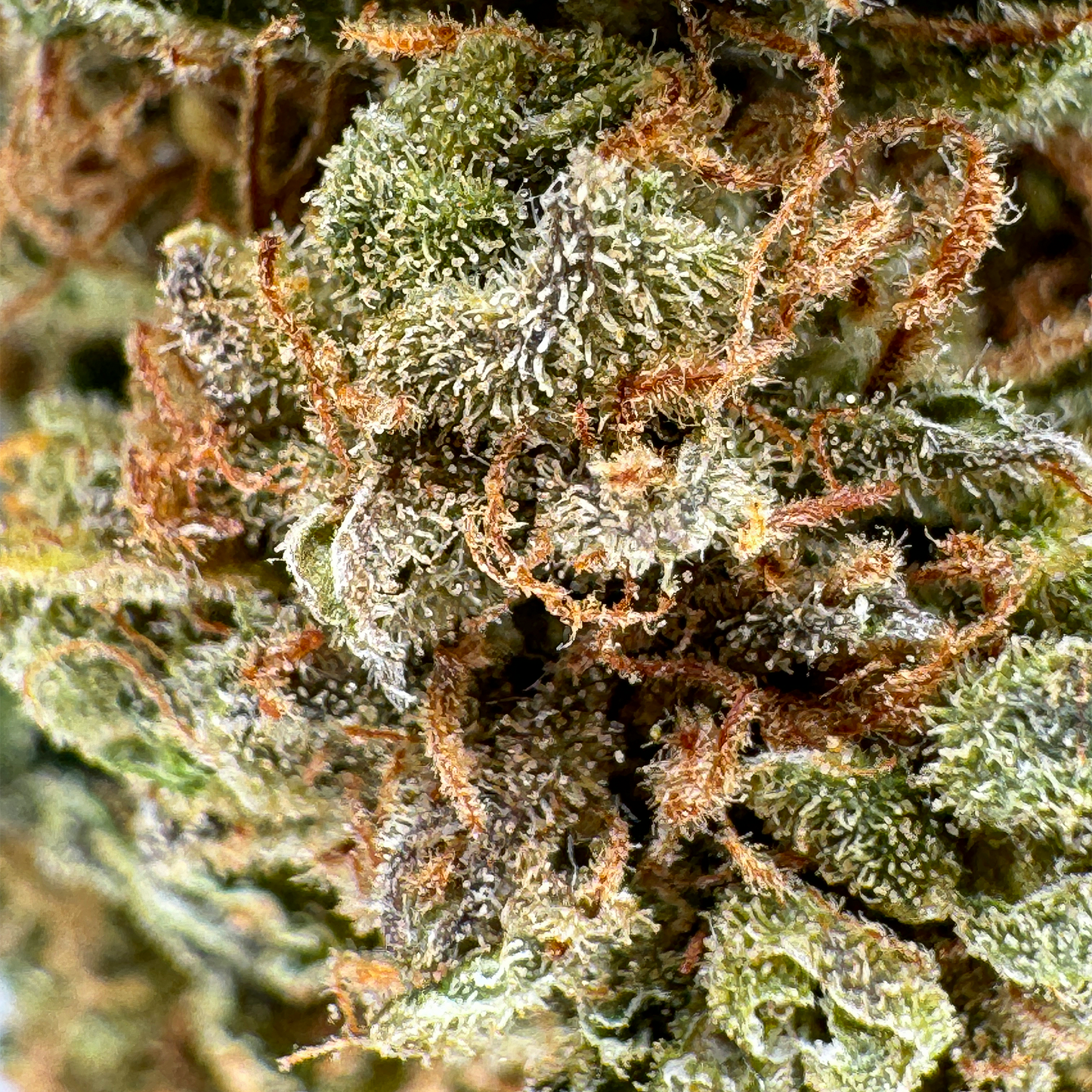 Berry Kush Bulk goods