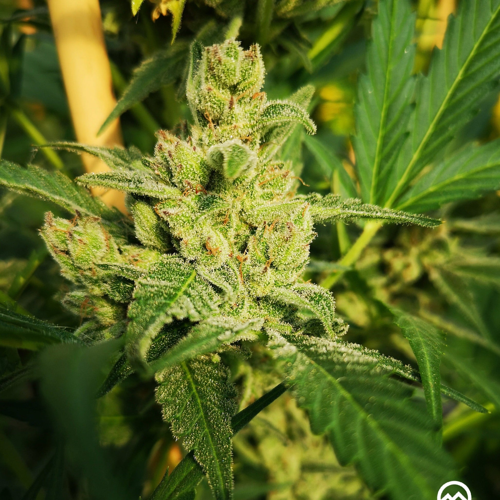 Gorilla Mandarine Samen Automatik  Lucky Hemp