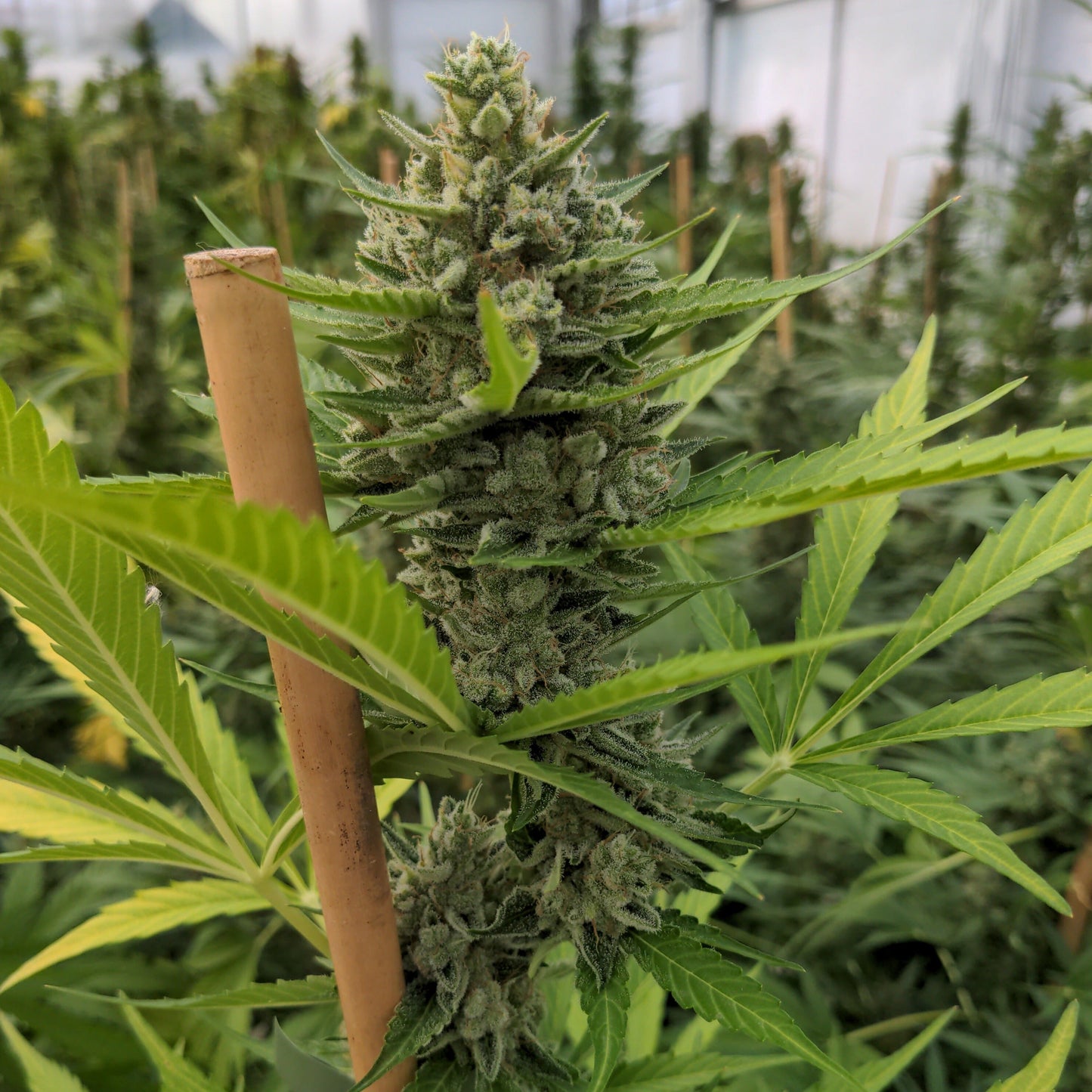 Gorilla Mandarine Samen Automatik  Lucky Hemp