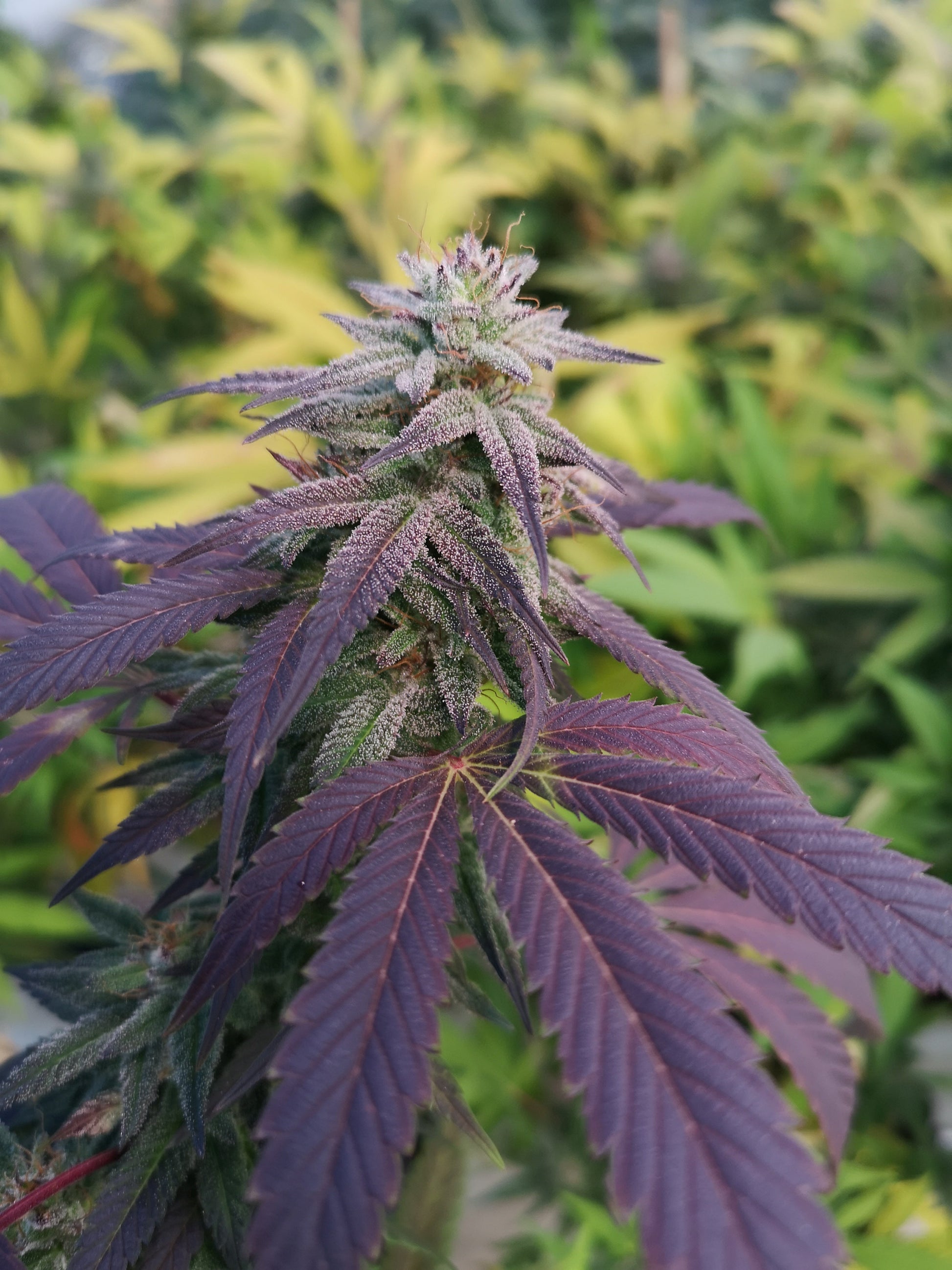 Skittlez Samen Feminisiert  Lucky Hemp