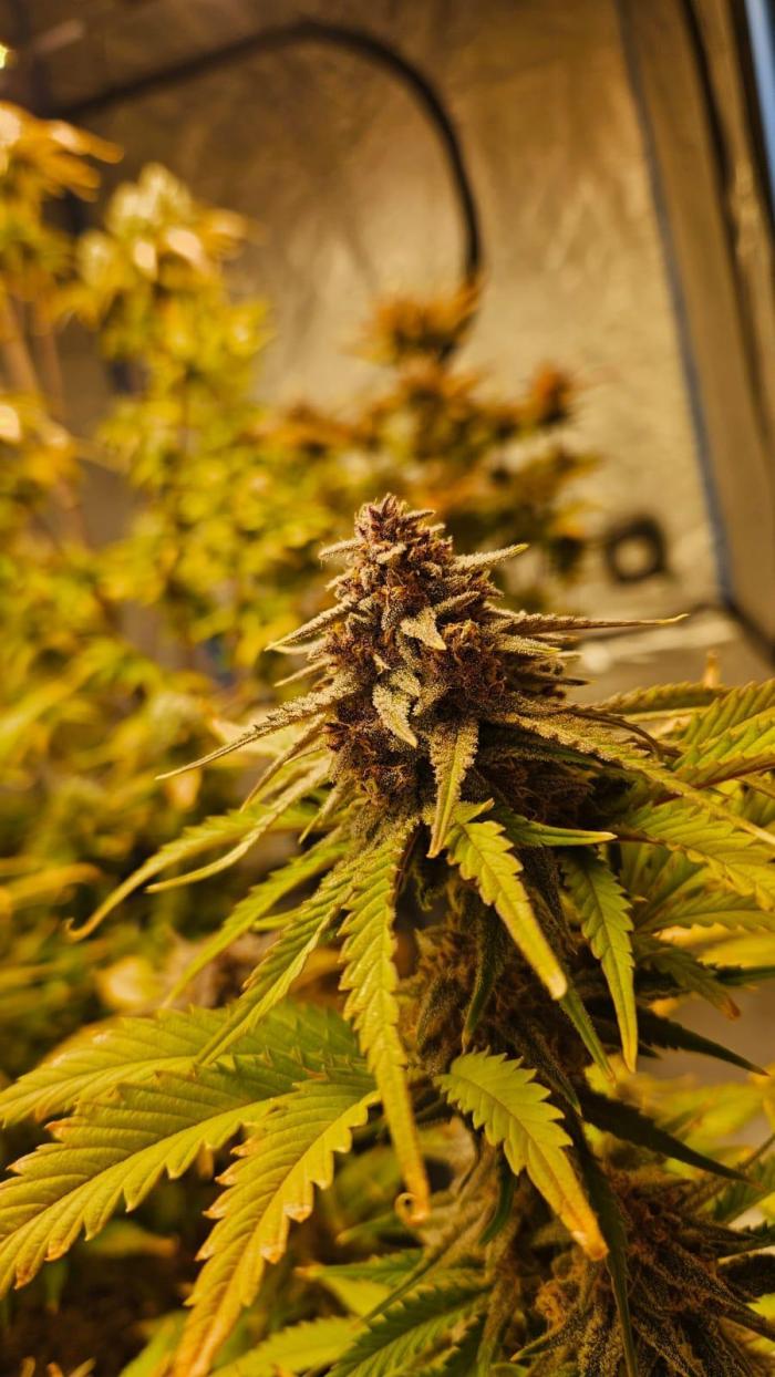 Cookies & Cream Samen Feminisiert Samen Lucky Hemp
