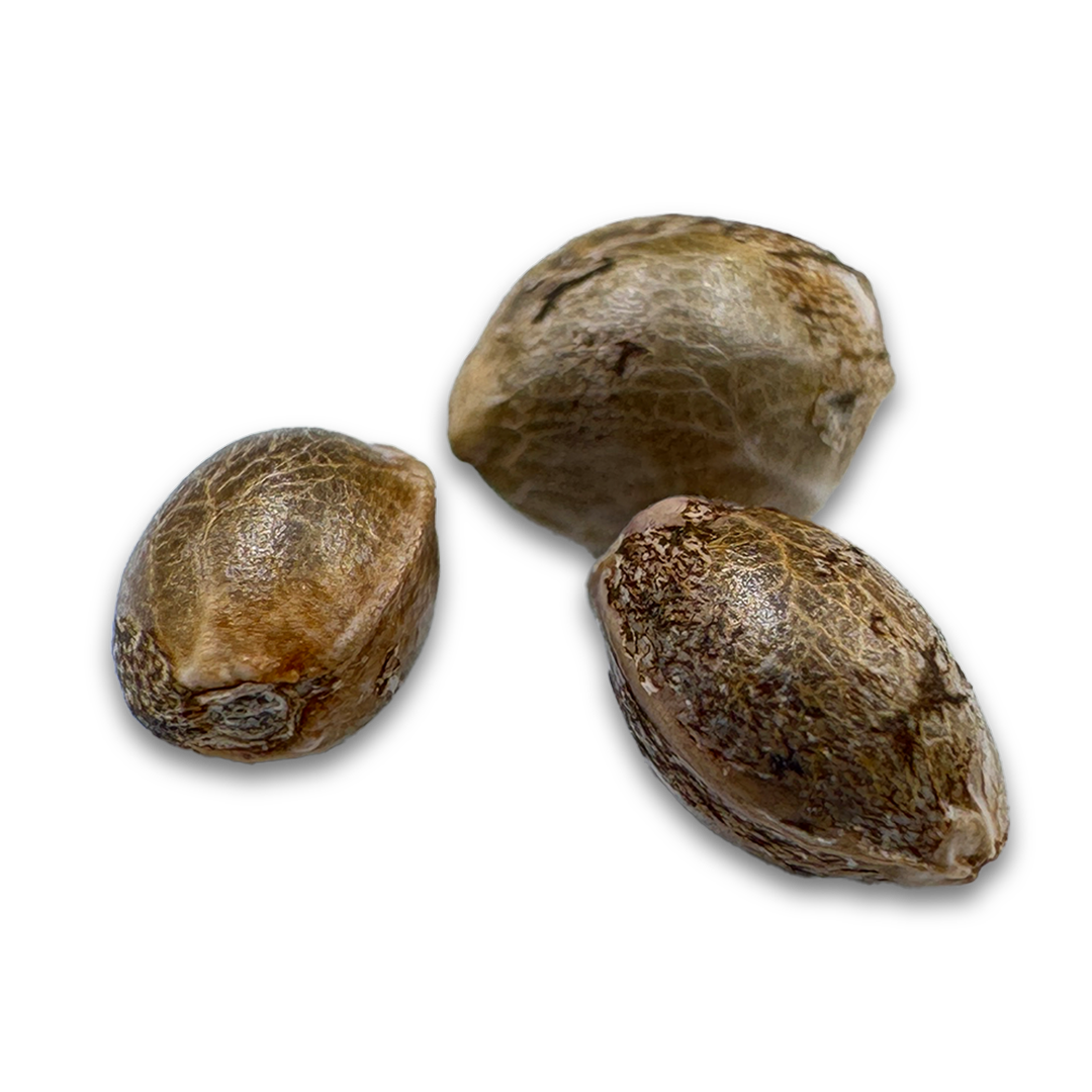 Cookies & Cream Samen Feminisiert Samen Lucky Hemp