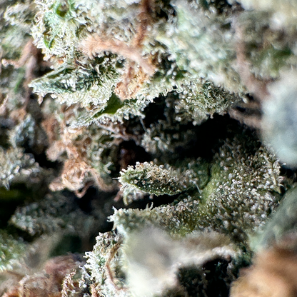 Strawberry Haze Ökopack Blüten Lucky Hemp   