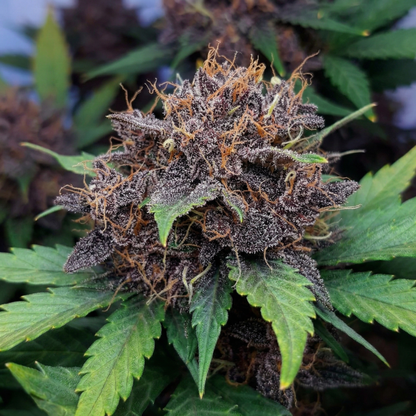 Black Lemon Samen Automatik Samen Lucky Hemp